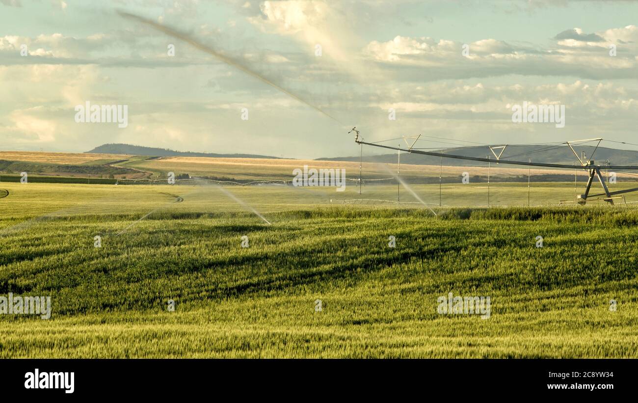 Ein Weizenfeld, bewässert durch ein Ceter-Pivot-Sprinklersystem, das in den fruchtbaren Feldern von Idaho wächst. Stockfoto