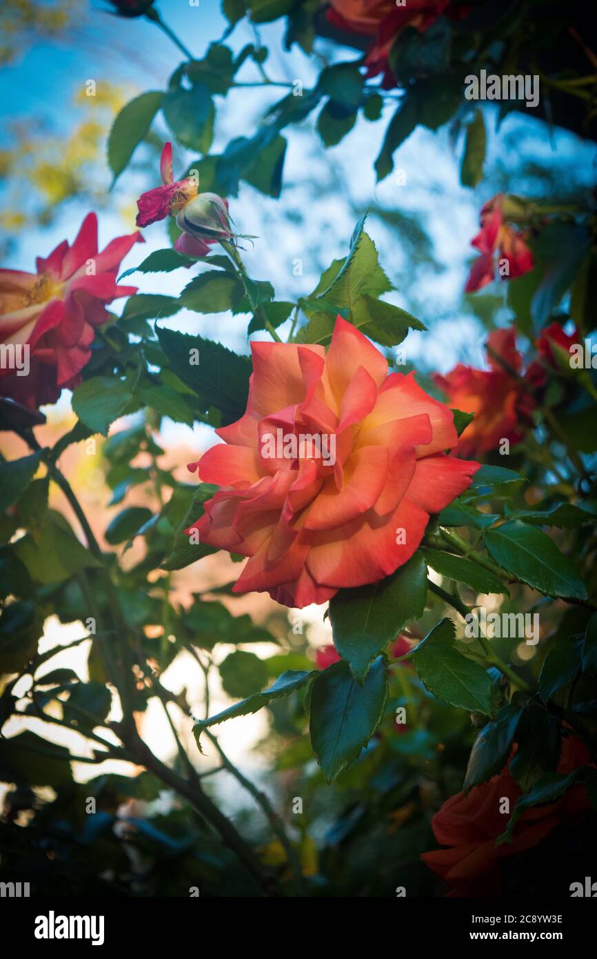 Eine herrliche rote Rose, umgeben von üppigem Grün Stockfoto