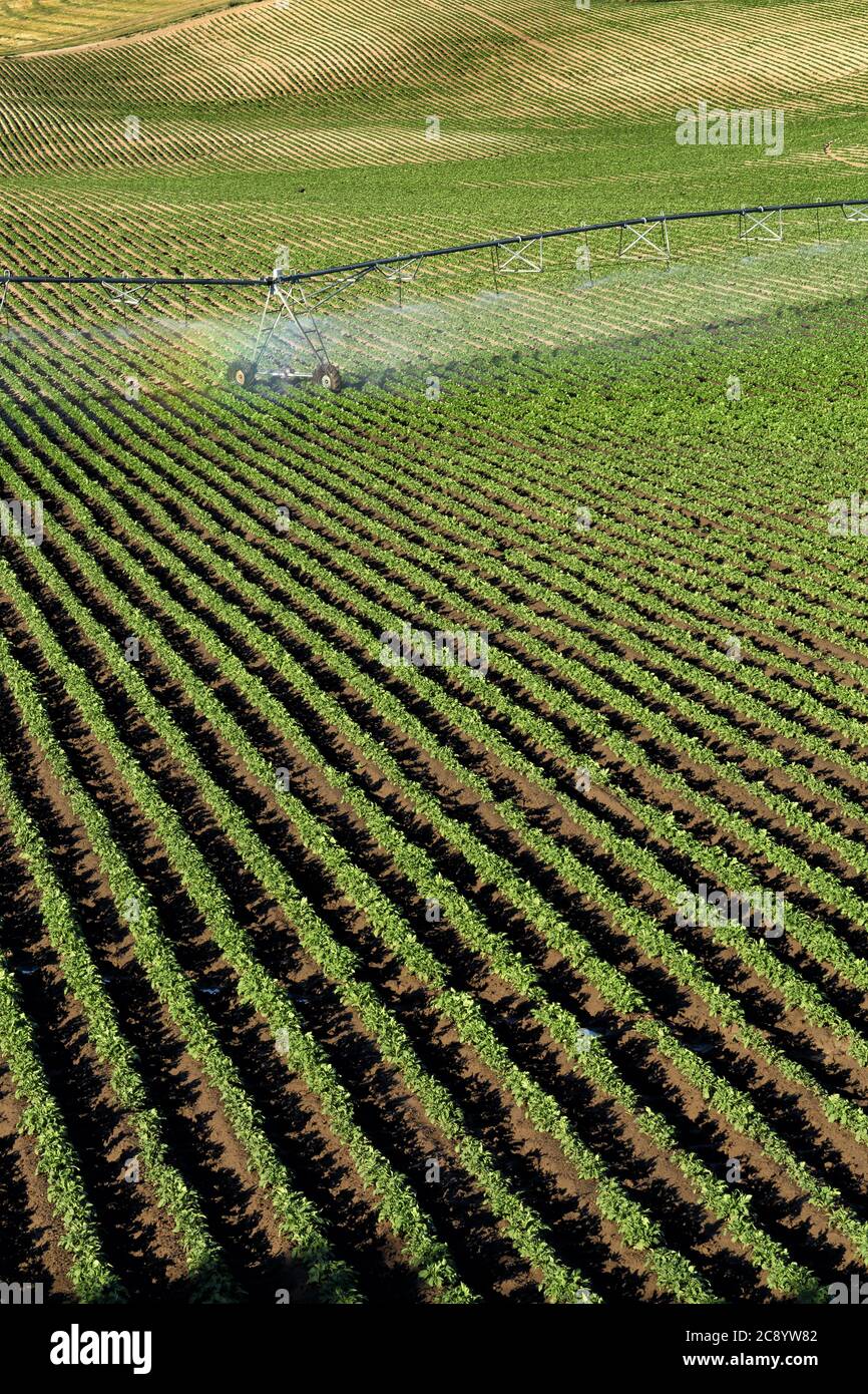 Ein Blick am frühen Morgen auf die Reihen in einem Feld von Kartoffeln in den rollenden fruchtbaren Felder der Farm von Idaho. Stockfoto