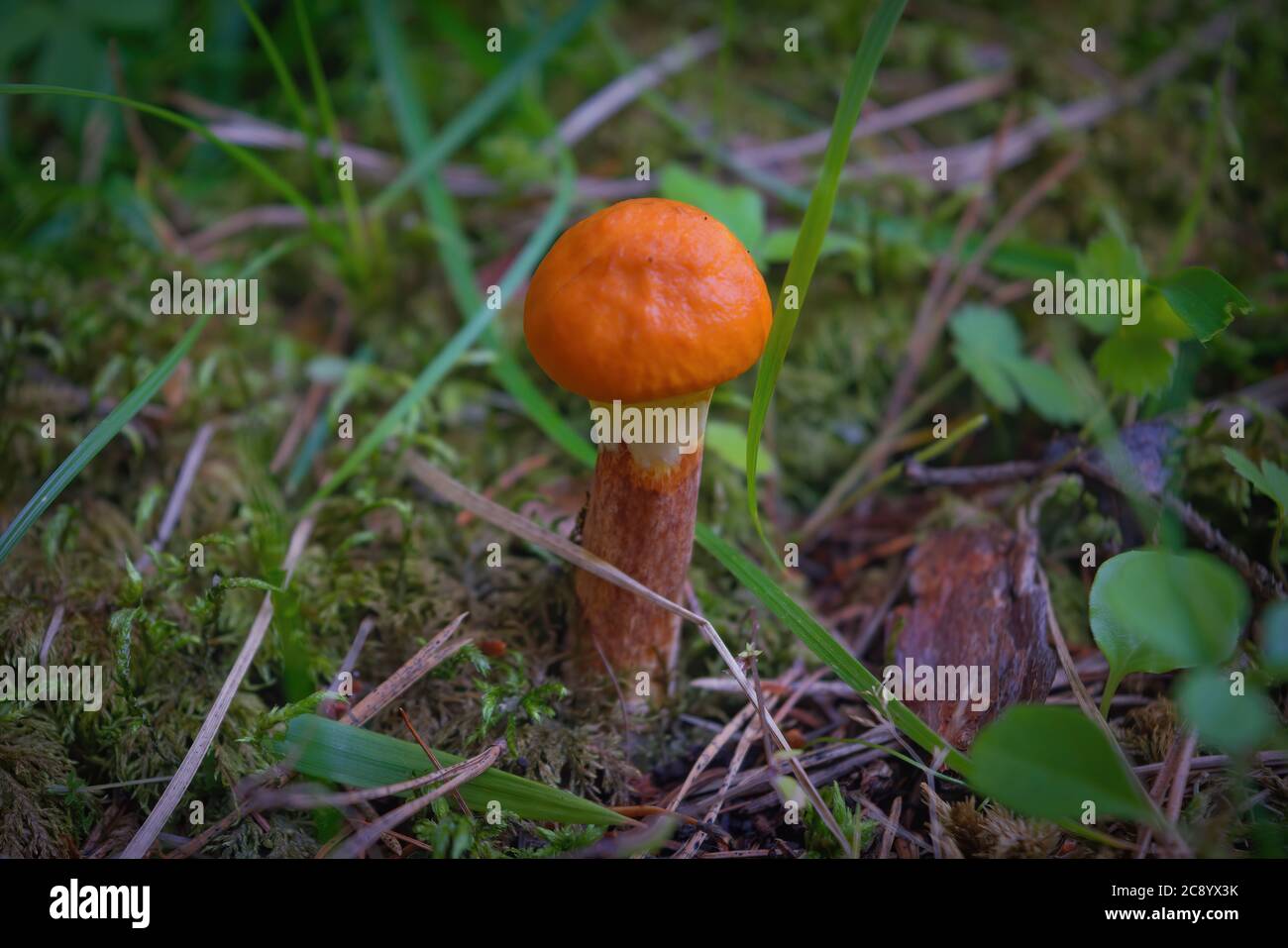 Essbarer Pilz Leccinum aurantiacum mit orangen Kappen. Stockfoto