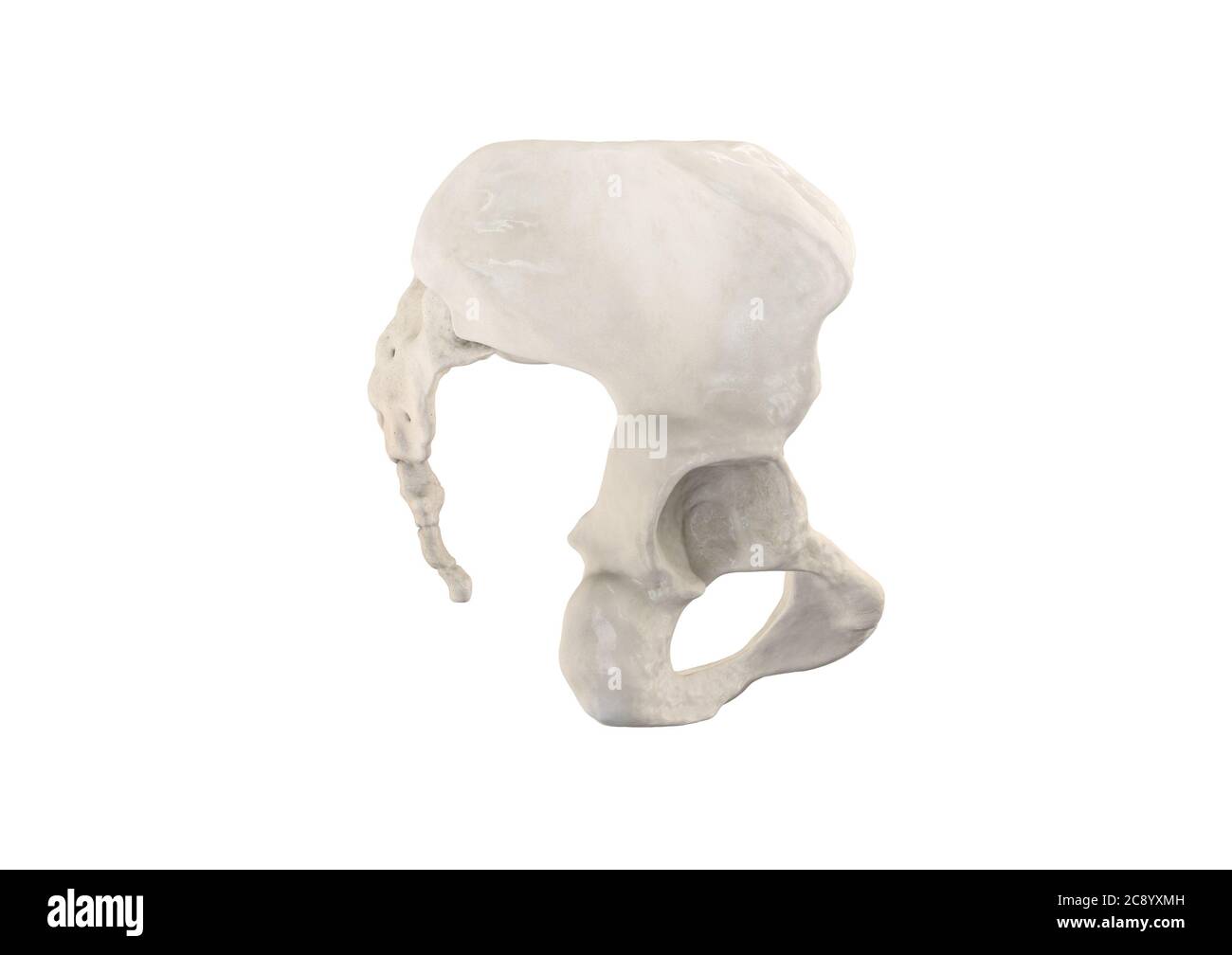 Becken, menschliches Skelett, weibliche Becken Knochen Anatomie, Hüfte, 3D-Grafik, Knochen Anatomie rechte Ansicht, weißer Hintergrund Stockfoto