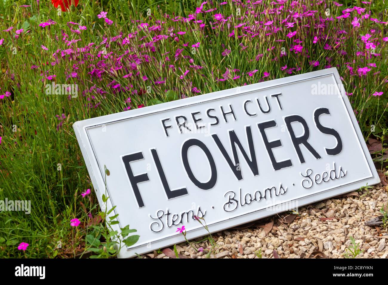 Schöne Sommerblumen in einem Gartenbett mit einem weißen Schild, das frische Schnittblumen sagt. Nahaufnahme einer erstaunlichen Darstellung von blühenden Pflanzen in vielen Farben Stockfoto