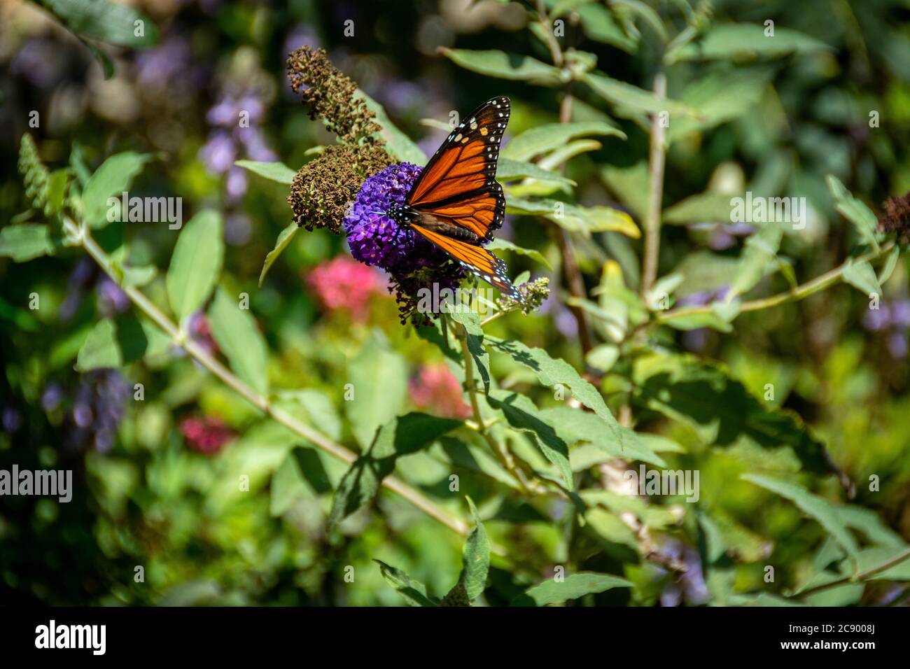 Der atemberaubende Monarch Schmetterling liegt auf einer violetten Blume, die Nektar in einem geheimen Garten sammelt. Stockfoto