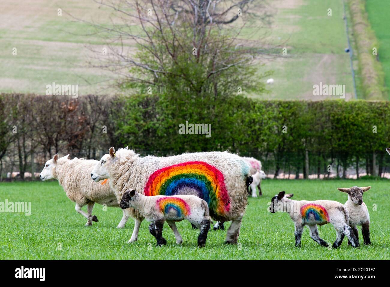 Rainbow Sheep, Kailzie Mains Farm in der Nähe von Peebles, Scottish Borders Stockfoto