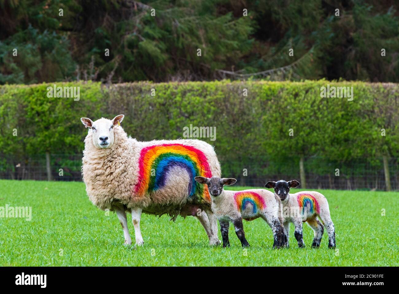 Rainbow Sheep, Kailzie Mains Farm in der Nähe von Peebles, Scottish Borders Stockfoto