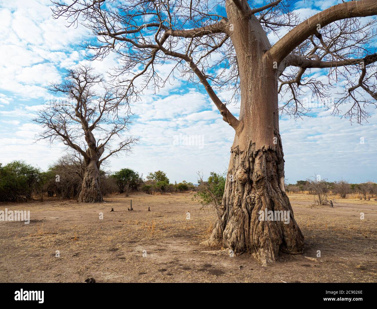 Ein sehr großer Baobab-Baum, Adansonia digitata, zeigt Elefanten-Futterschäden im South Luangwa National Park, Sambia. Stockfoto