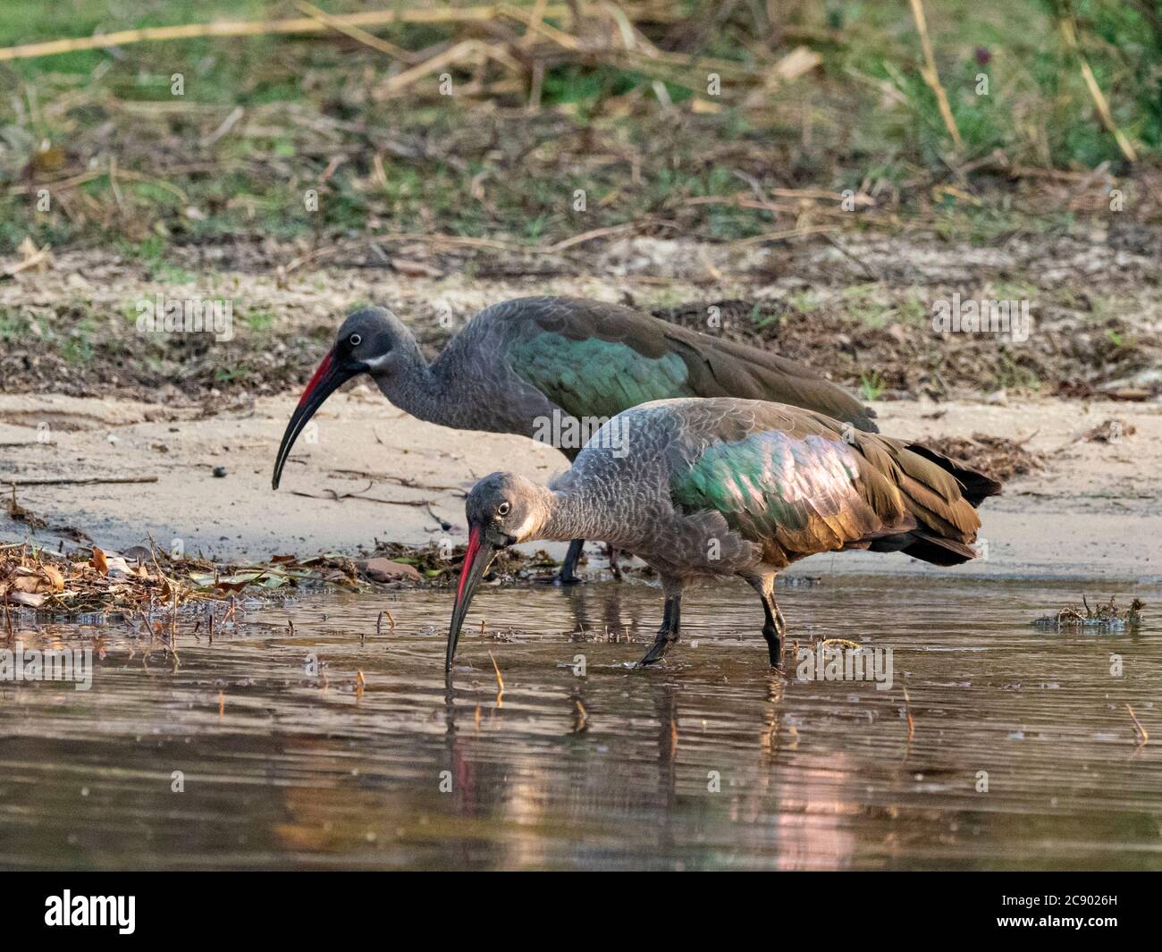 Erwachsene Hadada-Ibipaaren, Bostrychia hagedash, am oberen Sambezi-Fluss im Mosi-oa-Tunya National Park, Sambia. Stockfoto