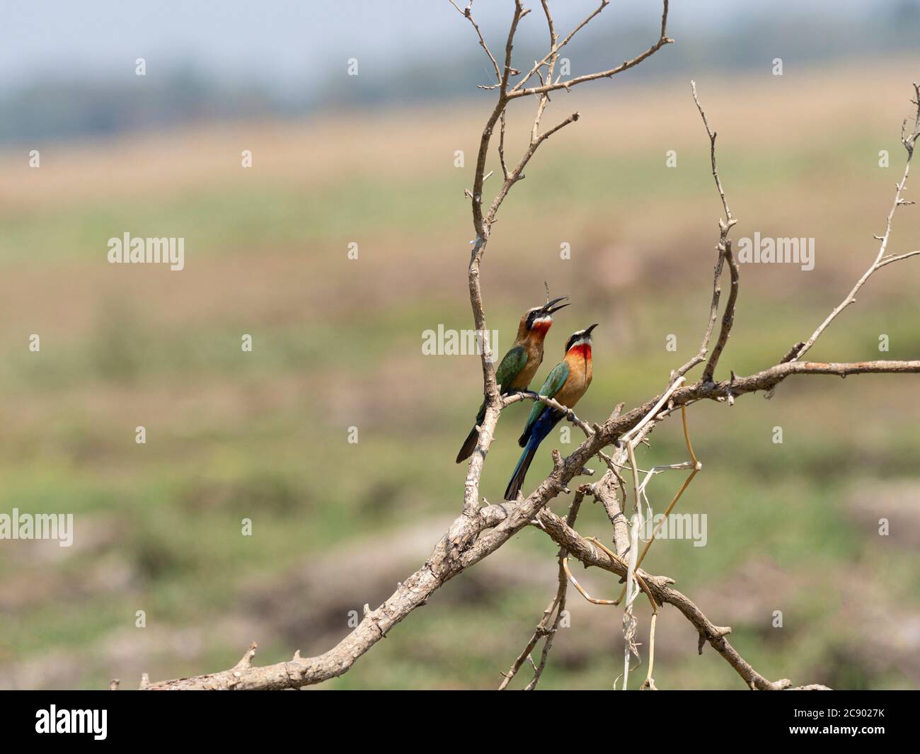 Ein erwachsenes Paar Bienenfresser mit weißer Fassade, Merops bullockoides, im South Luangwa National Park, Sambia. Stockfoto