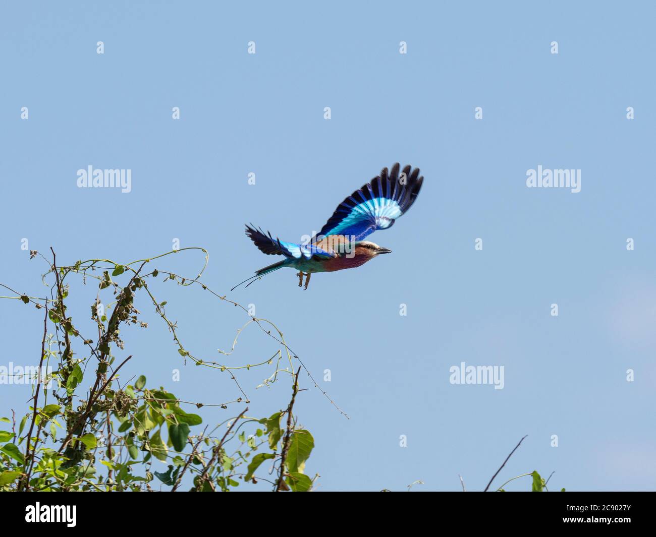 Ein Erwachsener Fliederschnuller, Coracias caudatus, der Flug im South Luangwa National Park, Sambia. Stockfoto