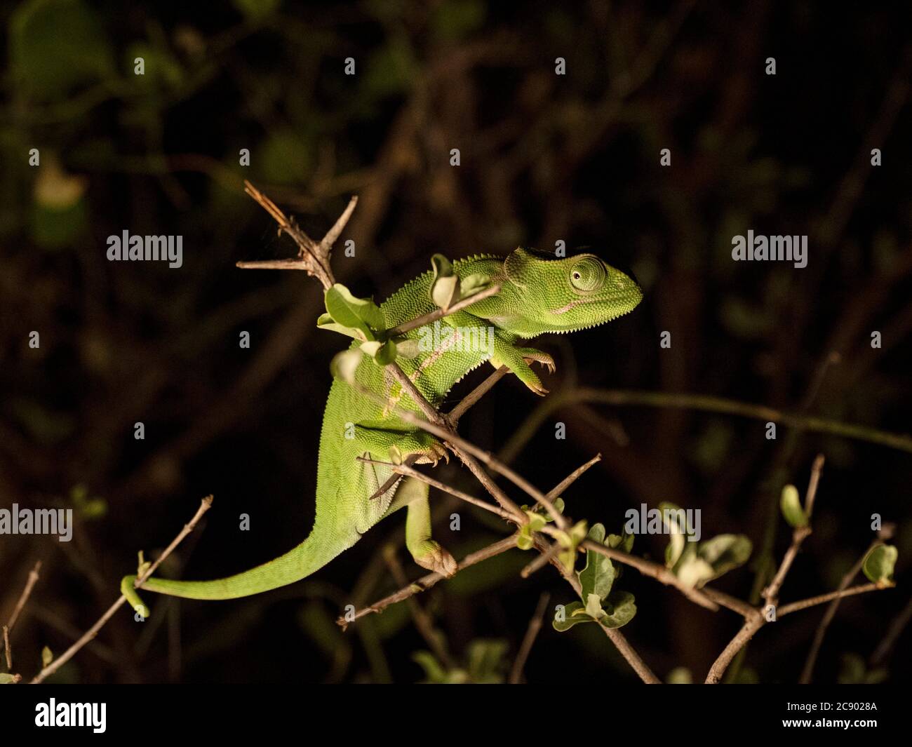 Ein ausgewachsenes Chamäleon mit Klapphalsausschnitten, Chamaeleo dilepis, South Luangwa National Park, Sambia Stockfoto