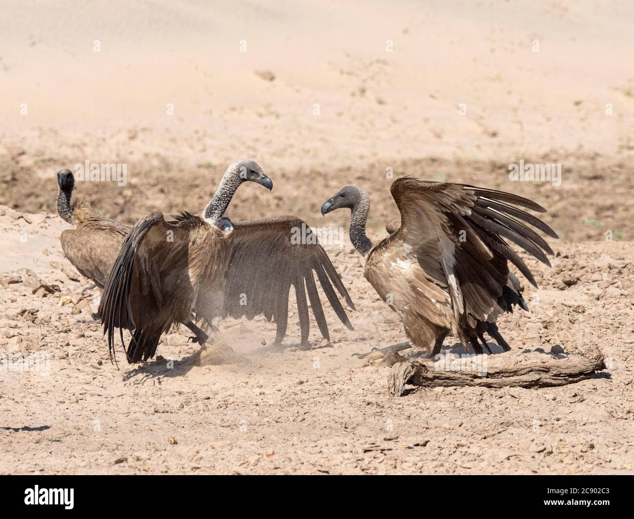 Erwachsene Weißrückengeier, Gyps africanus, bei einem Mord im South Luangwa National Park, Sambia. Stockfoto