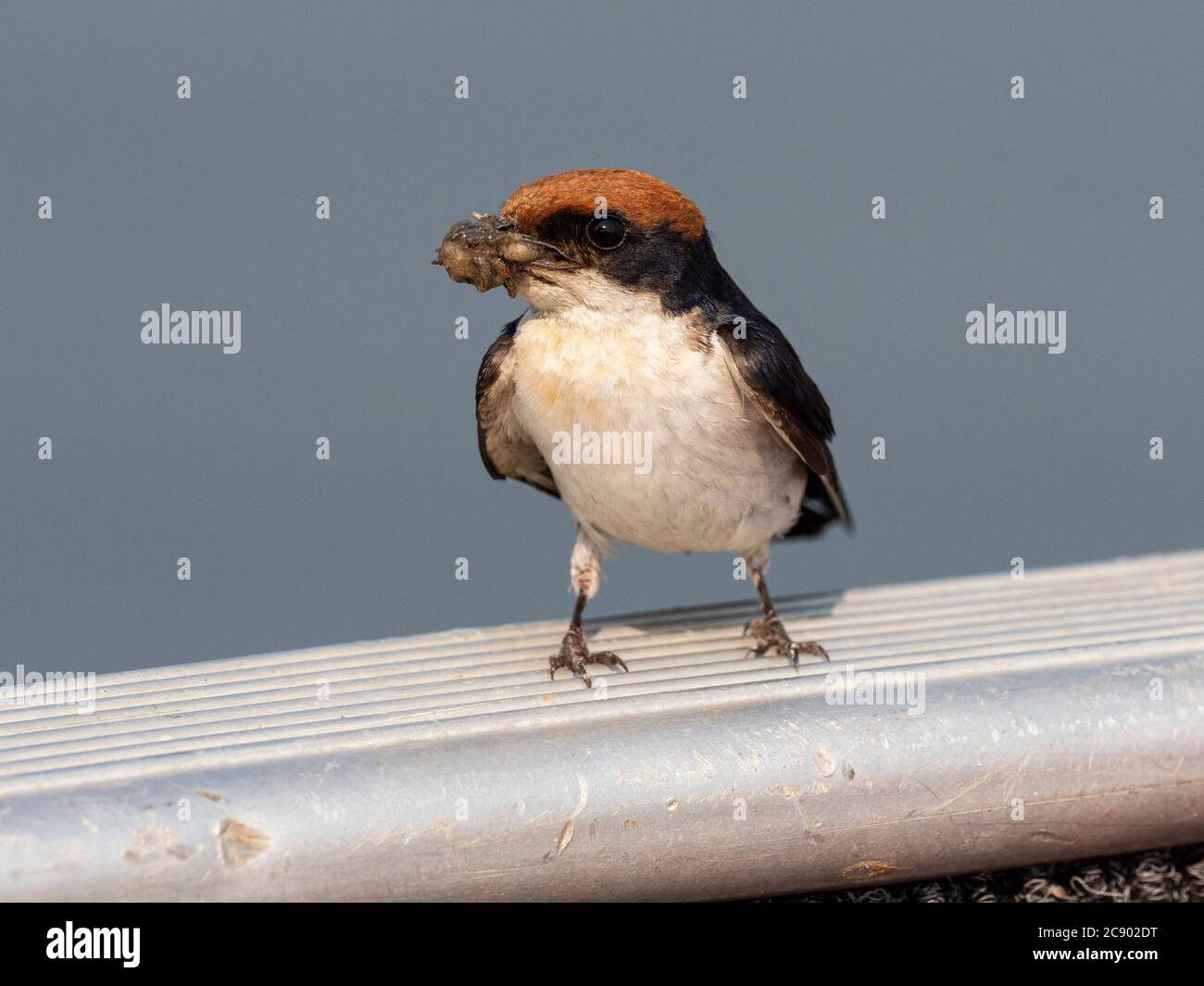 Eine Erwachsene Schwalbe, Hirundo smithii, auf einer Schiffsschiene im Mosi-oa-Tunya National Park, Sambia. Stockfoto