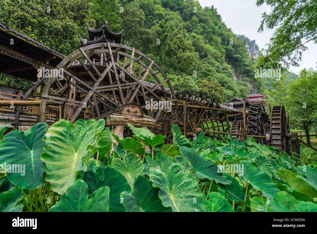 Riesige grüne tropische Blätter wachsen vor der Arbeit und Drehen alte Mühle hölzerne Wasserräder in Huanglong Yellow Dragon Cave landschaftlich schönen Bereich, Zhangjia Stockfoto