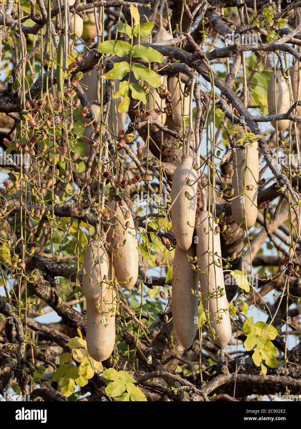 Ein großer Wurstbaum, Kigelia africana, mit vielen Früchten im South Luangwa National Park, Sambia. Stockfoto