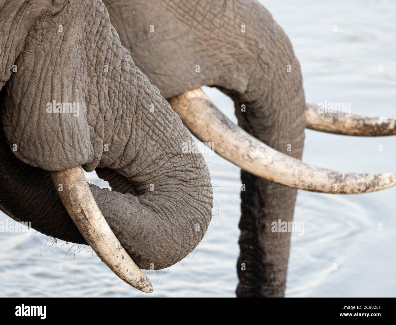 Afrikanische Buschelefanten, Loxodonta africana, Stoßzähne Detail in South Luangwa National Park, Sambia. Stockfoto