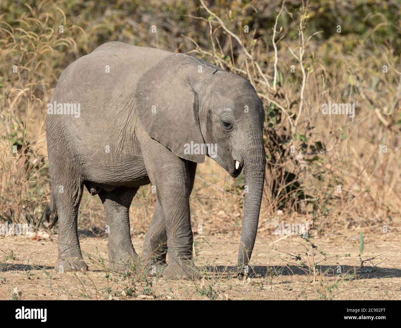 Ein junger afrikanischer Buschelefant, Loxodonta africana, im South Luangwa National Park, Sambia. Stockfoto