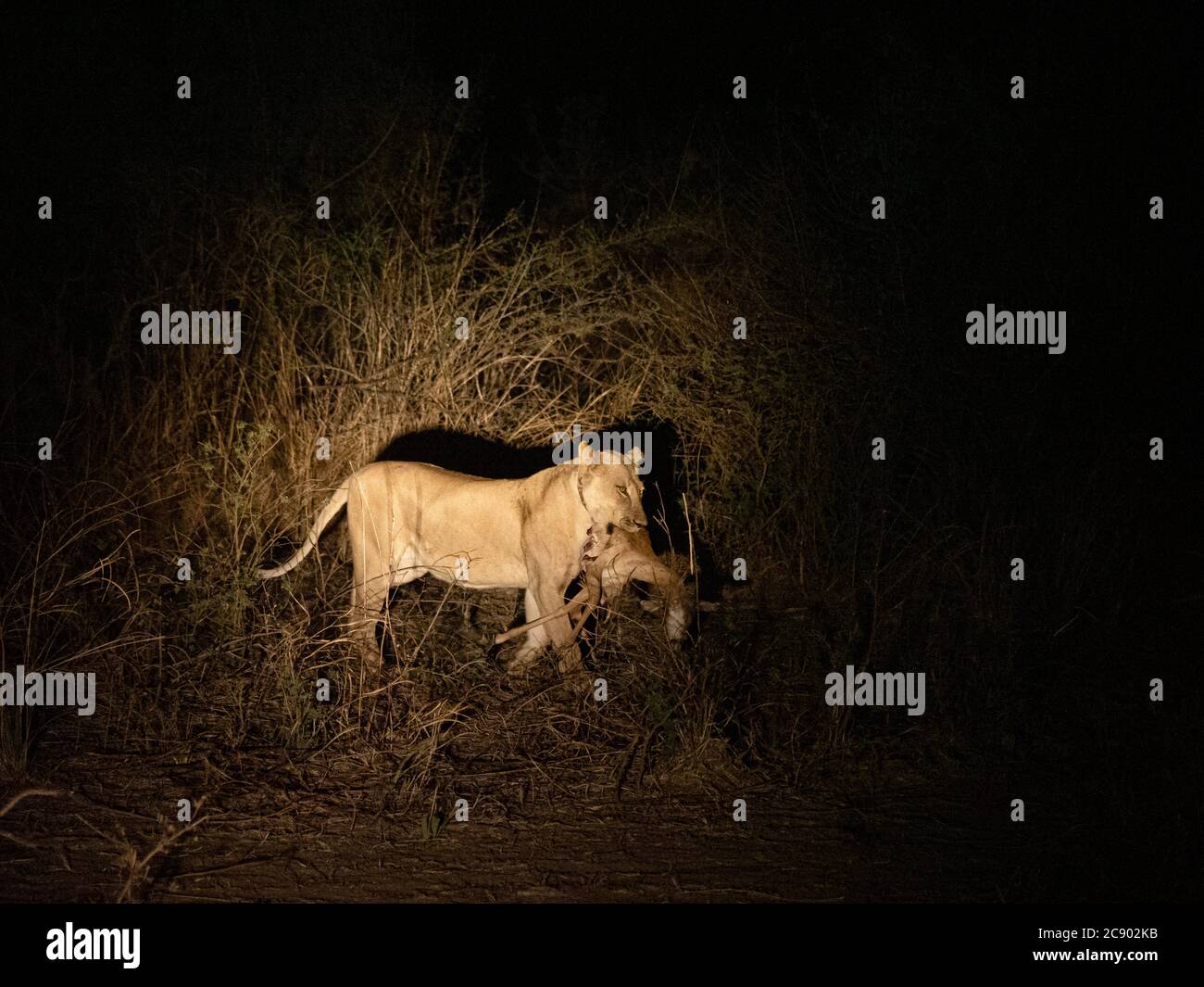 Eine Erwachsene, mit Kragen ausgesandte Löwin, Panthera leo, mit einem Impala-Kill in der Nacht im South Luangwa National Park, Sambia. Stockfoto