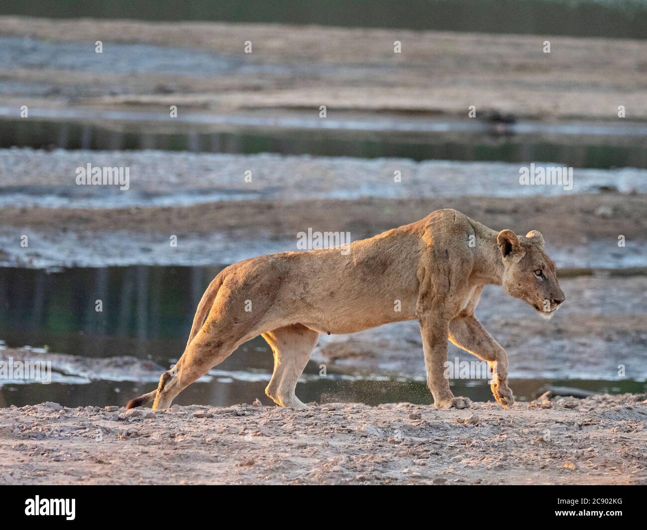 Eine Erwachsene Löwin, Panthera leo, entlang des Luangwa Flusses im South Luangwa National Park, Sambia. Stockfoto