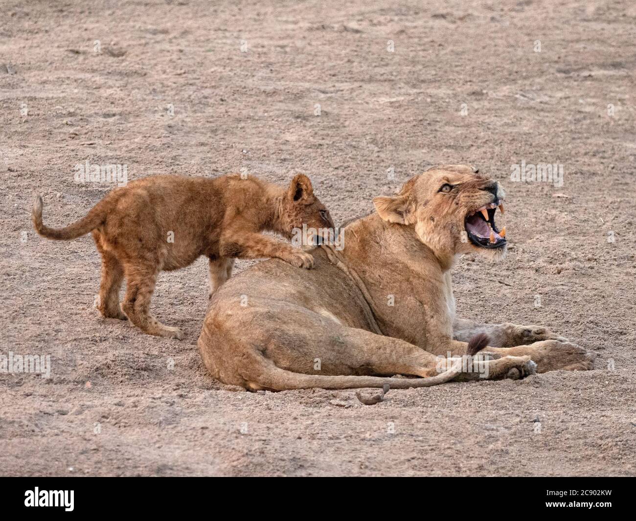 Panthera leo, eine Erwachsene Löwin, mit verspieltem Jungen am Luangwa River im South Luangwa National Park, Sambia. Stockfoto