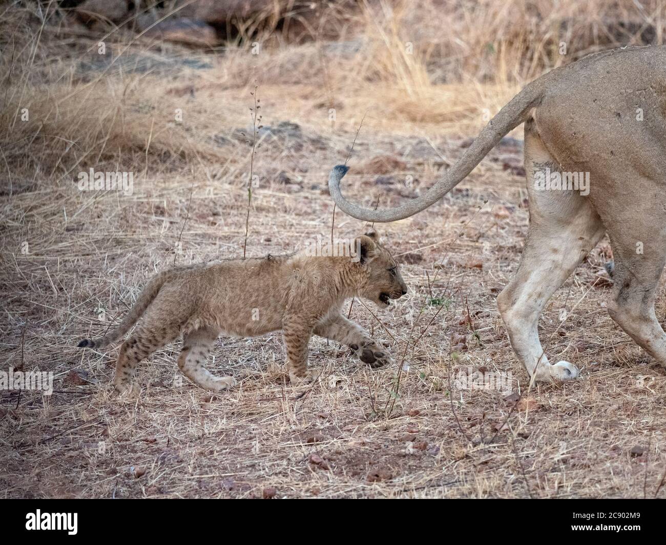Ein junges Löwenjunges, Panthera leo, im South Luangwa National Park, Sambia. Stockfoto