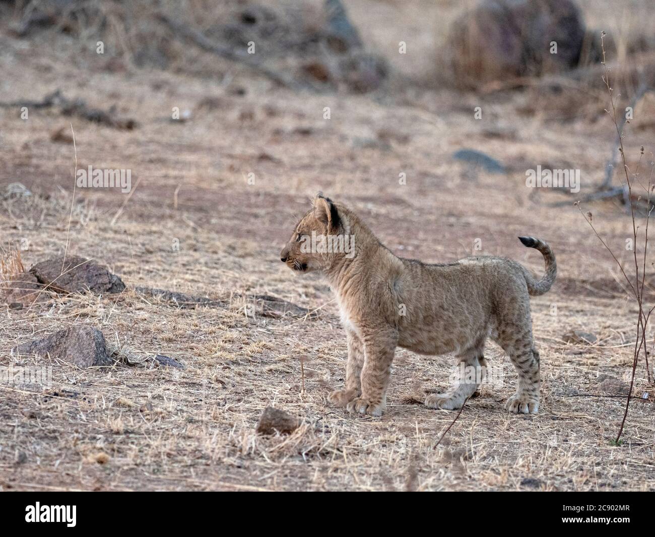 Ein junges Löwenjunges, Panthera leo, im South Luangwa National Park, Sambia. Stockfoto