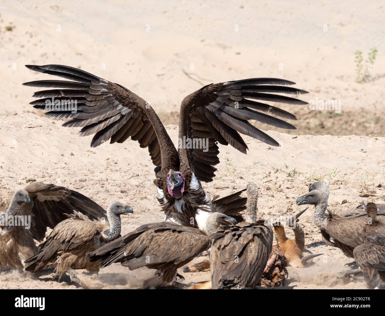 Der Erwachsene Geier mit Lappentücken, Torgos tracheliotos, auf einem Tötungsversuch im South Luangwa National Park, Sambia. Stockfoto