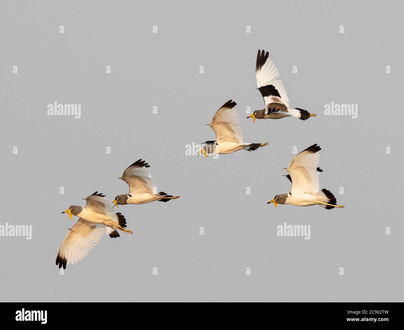 Erwachsene weißkronige Kiebitze, Vanellus albiceps, im Flug, South Luangwa National Park, Sambia. Stockfoto