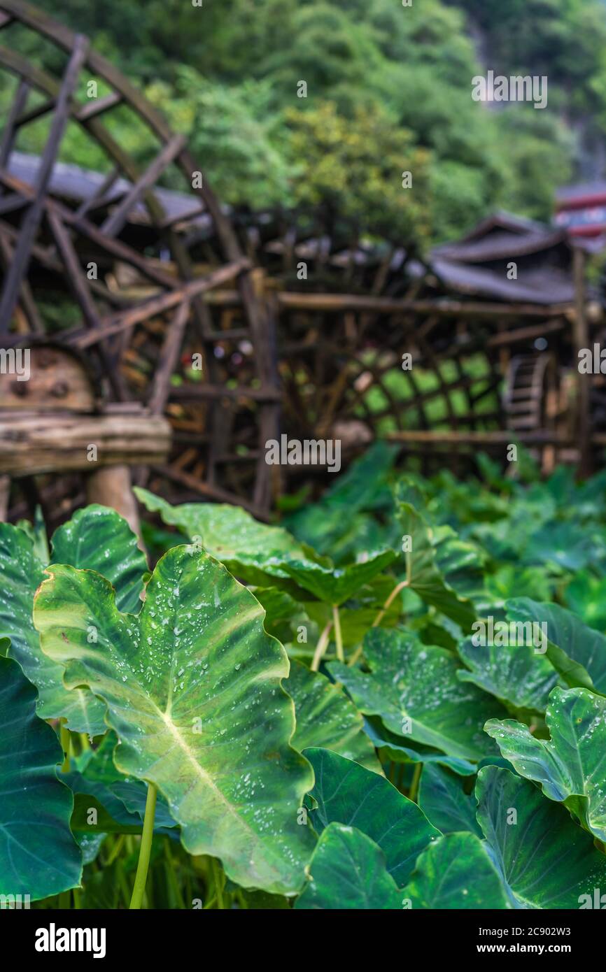 Riesige grüne tropische Blätter wachsen vor der Arbeit und Drehen alte Mühle hölzerne Wasserräder in Huanglong Yellow Dragon Cave landschaftlich schönen Bereich, Zhangjia Stockfoto