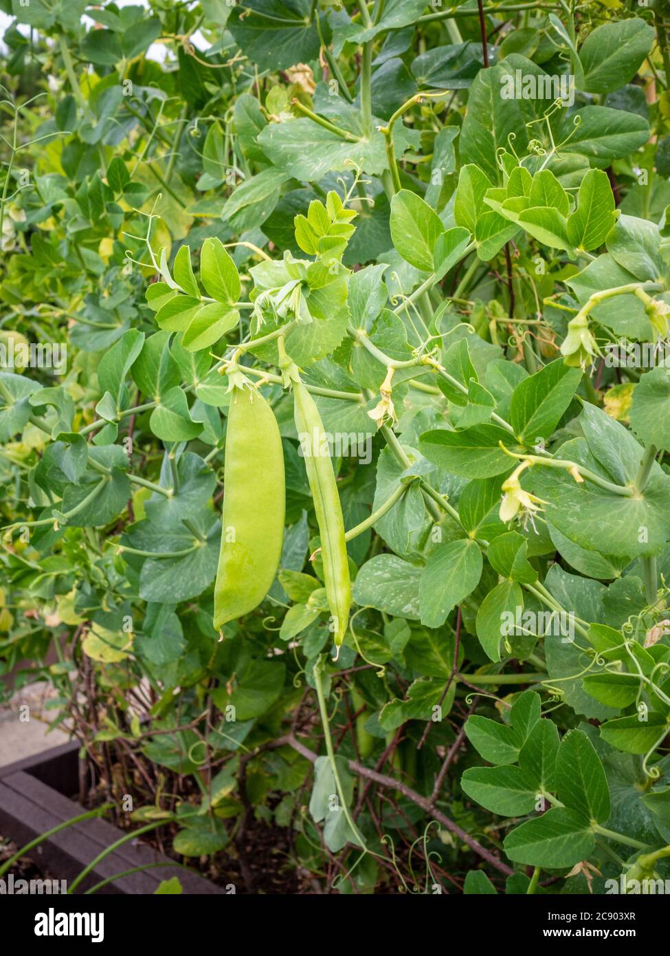 PEA-Hülsen wachsen an der Rebe. VEREINIGTES KÖNIGREICH Stockfoto