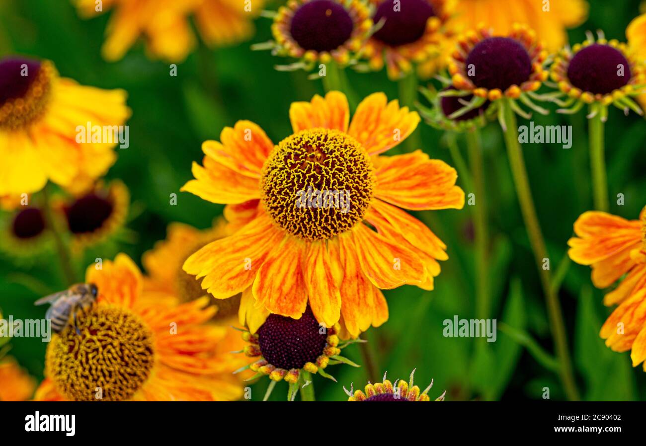 Helenium 'Butterpat' allgemeiner Name Sneezezeeed wächst in einem britischen Garten. Stockfoto