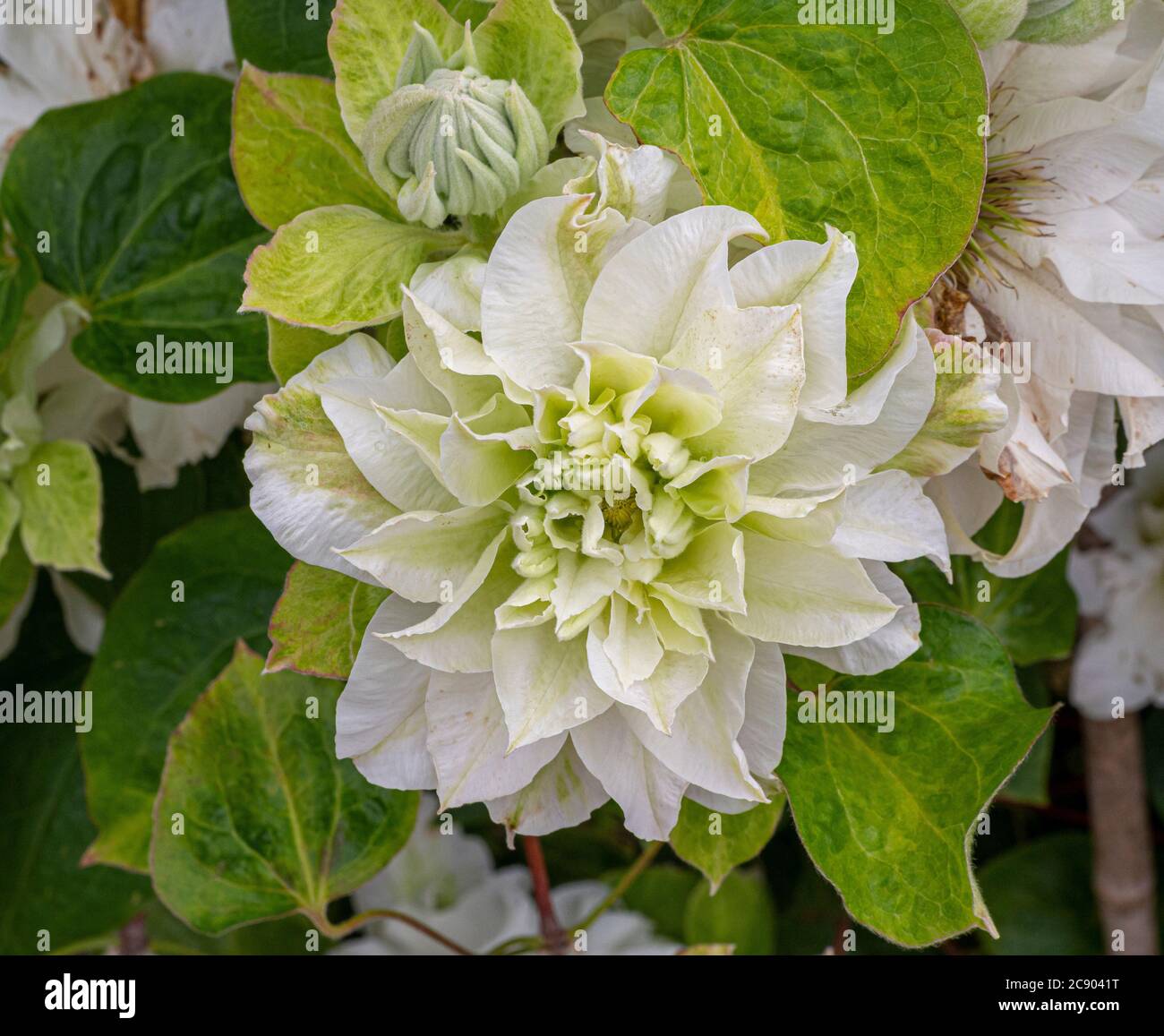 Nahaufnahme einer weißen Blume auf Kletterpflanze, clematis 'Maria Sklodowska-Curie', die im Garten wächst. Stockfoto
