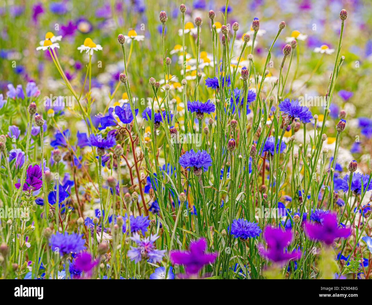 Sommer Wildlife Wiese mit Gänseblümchen und Kornblumen wachsen in Großbritannien Stockfoto