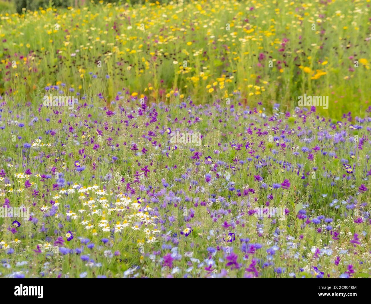 Blau und gelb thematisierte Blumenwiesen. Stockfoto