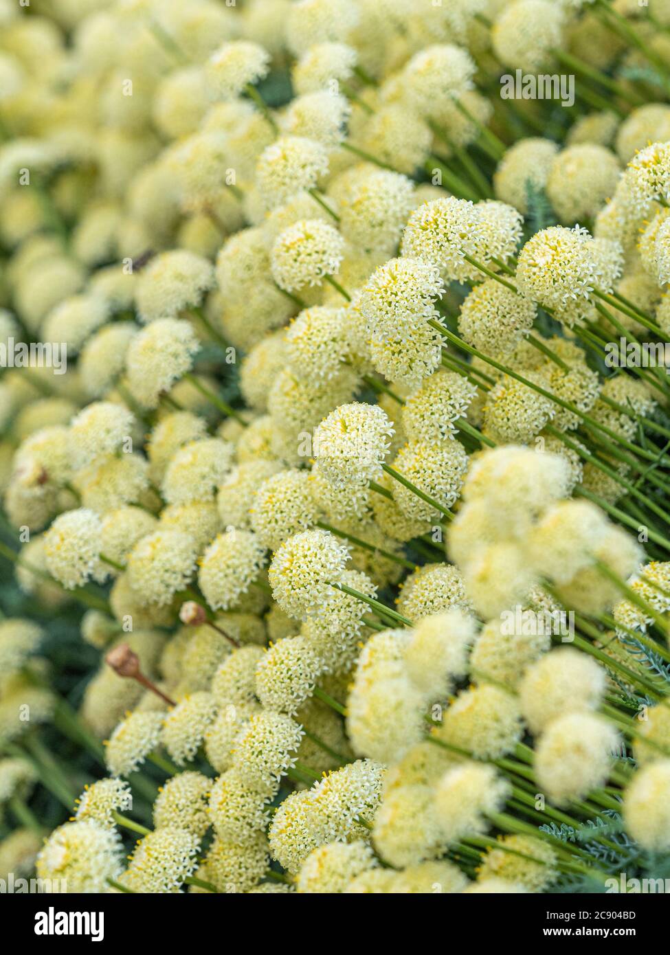 Die blassgelben Blüten Santolina pinnata subsp. Neapolitana, die im Garten wächst. Stockfoto