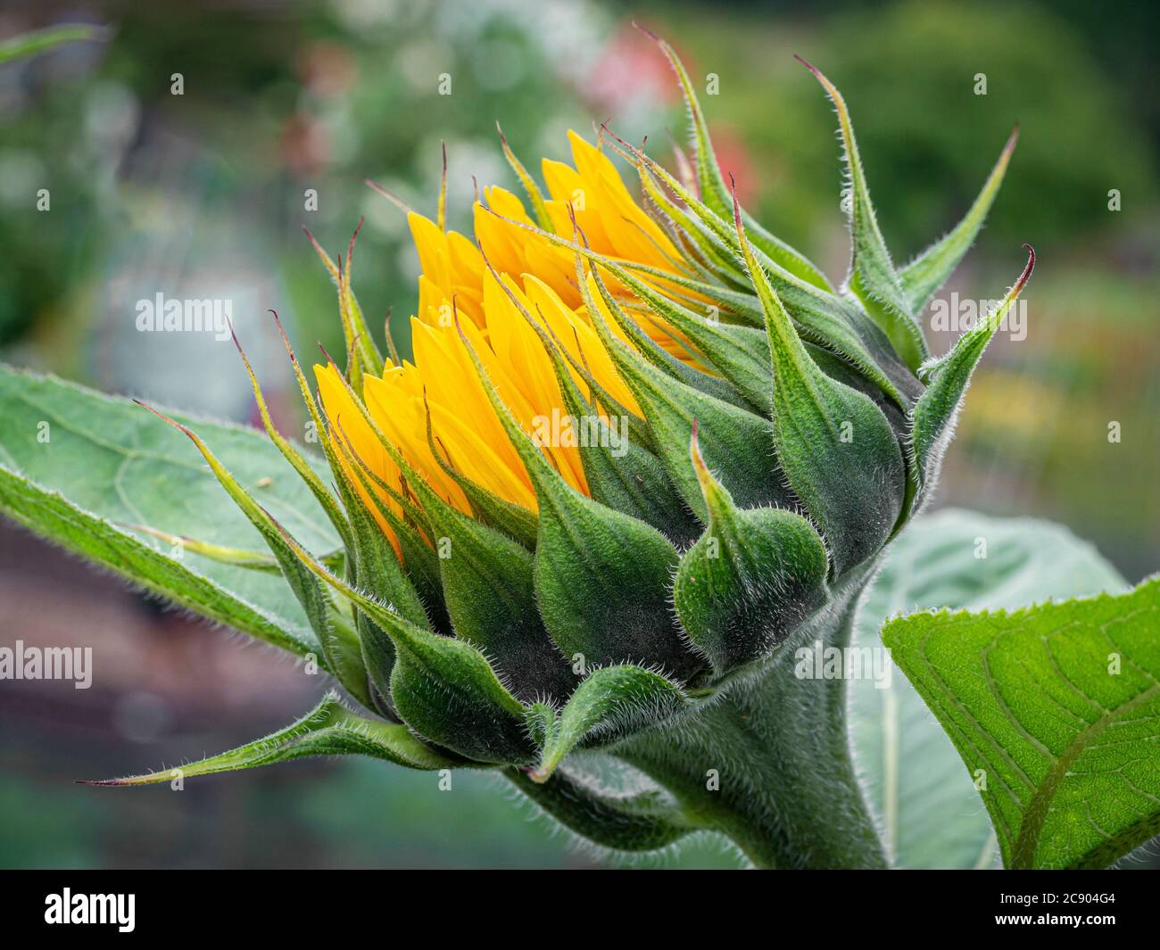 Seitenansicht Nahaufnahme einer sich öffnenden Sonnenblumenknospe. Stockfoto