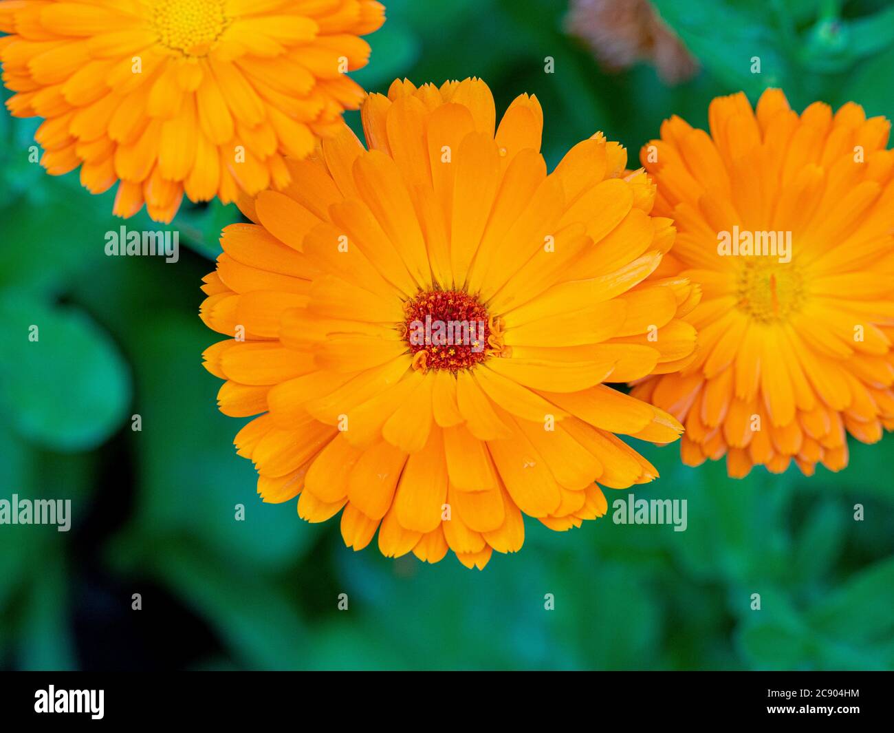 Grundriss der orangefarbenen Ringelblumen, die in einem Garten wachsen. Stockfoto