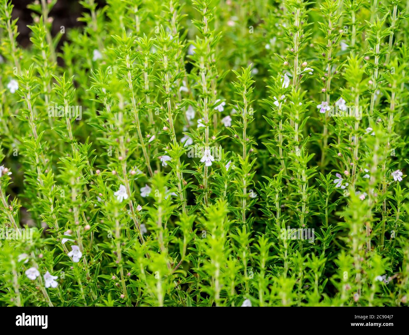 Nahaufnahme von Kräuterthymian mit kleinen weißen Blüten, die in einem Garten wachsen. Stockfoto