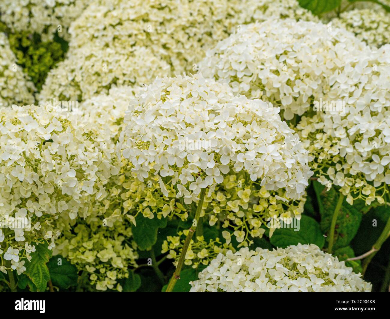 Nahaufnahme der weißen Blütenköpfe der Hortensia arborescens 'Annabelle', die in einem Garten wachsen. Stockfoto