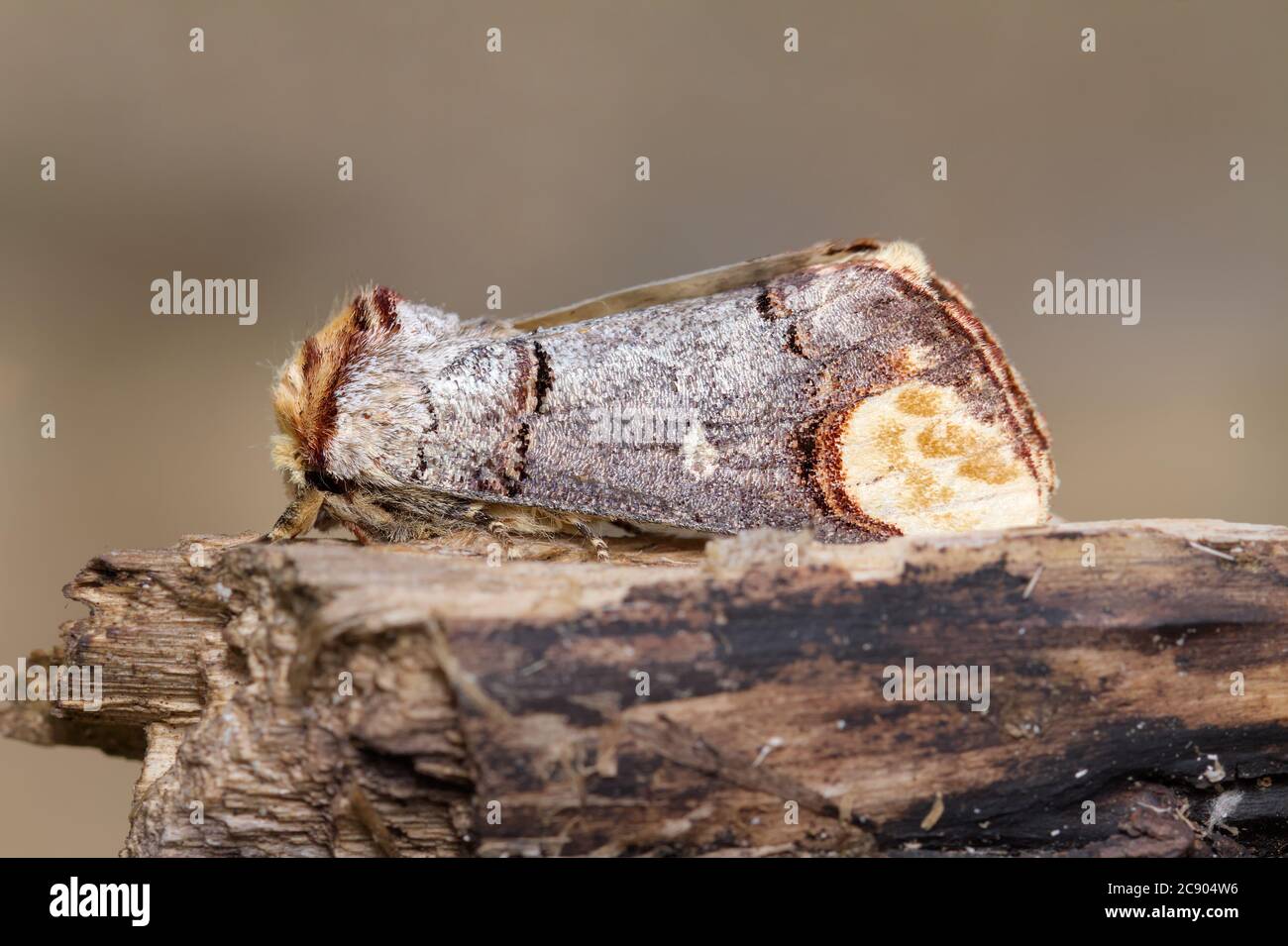 Buff Tip Moth, Phalera bucephala, ruht, sitzt auf EINEM Log und zeigt seine ausgezeichnete Tarnung. Wir nahmen Blashford Lakes UK Stockfoto