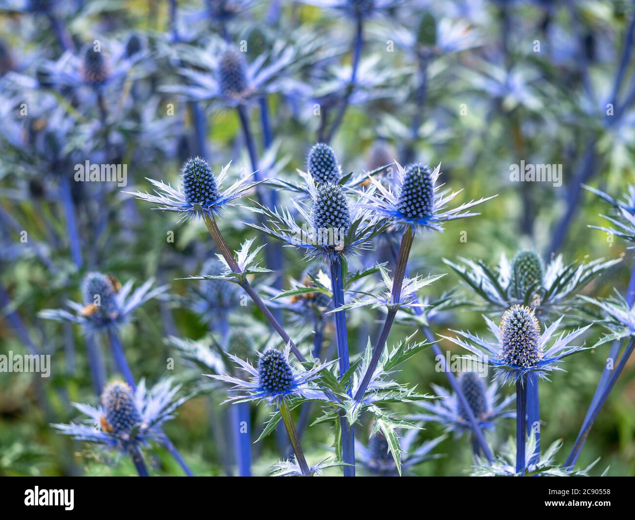 Blumen und Hochblätter von Seeteusche, Eryngium x zabelii Sorte Big Blue Stockfoto