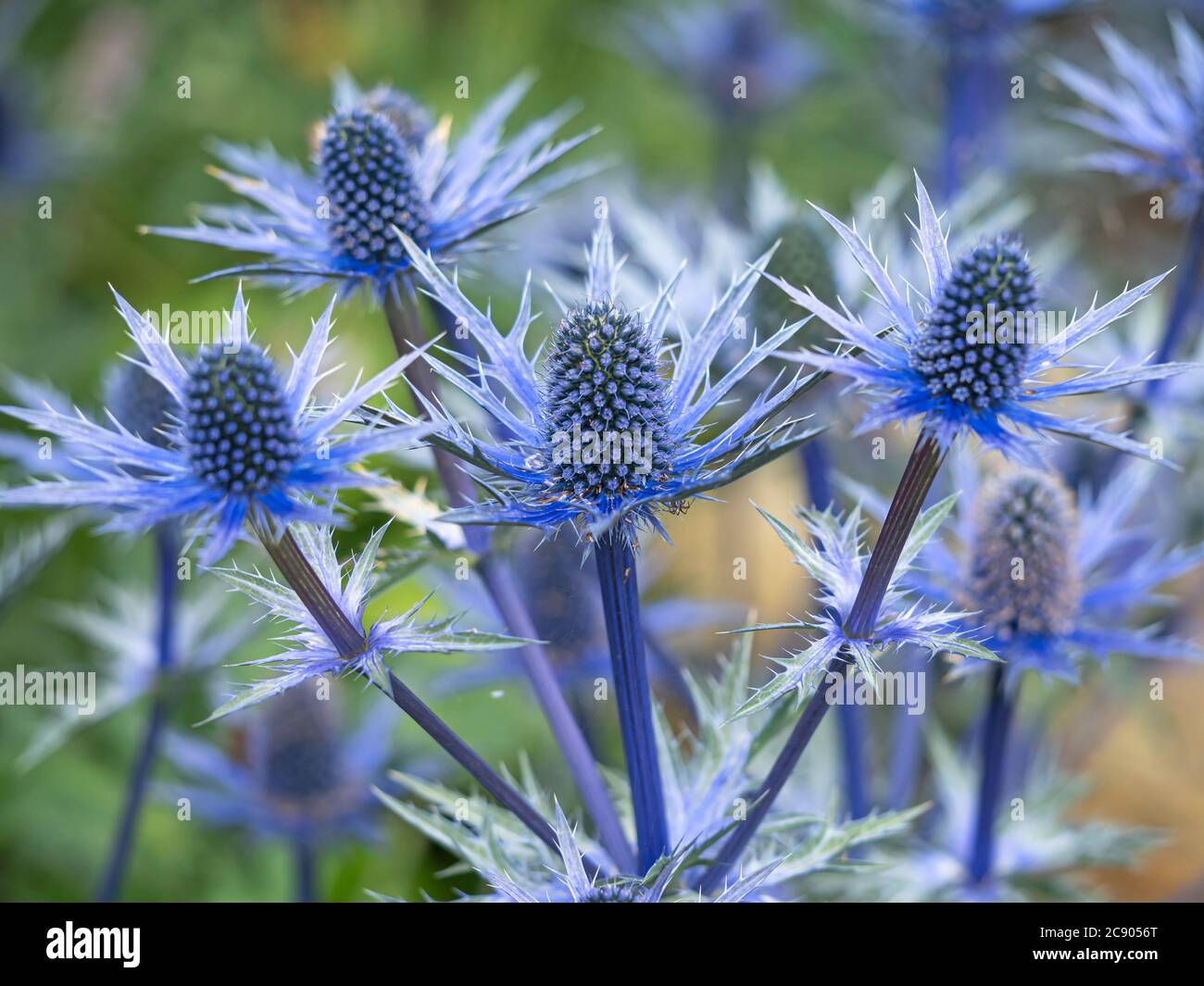 Nahaufnahme der Blumen und Hochblätter von Seeteusche, Eryngium x zabelii Sorte Big Blue Stockfoto