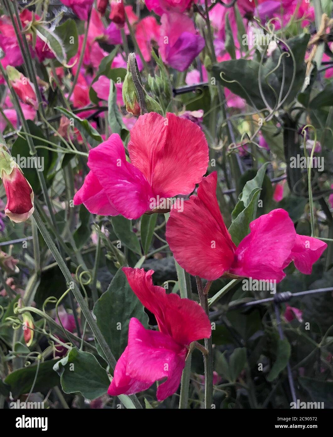 Lathyrus 'Duo Salmon' Stockfoto