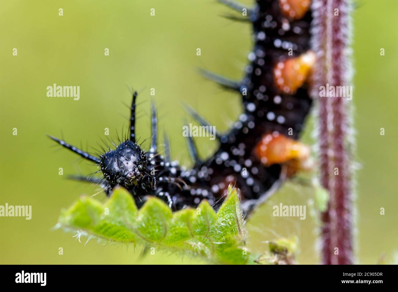 Makro eines Pfauenfalters Caterpillar, Aglais io, Fütterung auf EINEM stechenden Brennnessel Blatt. Aufgenommen in Longham Lakes UK Stockfoto