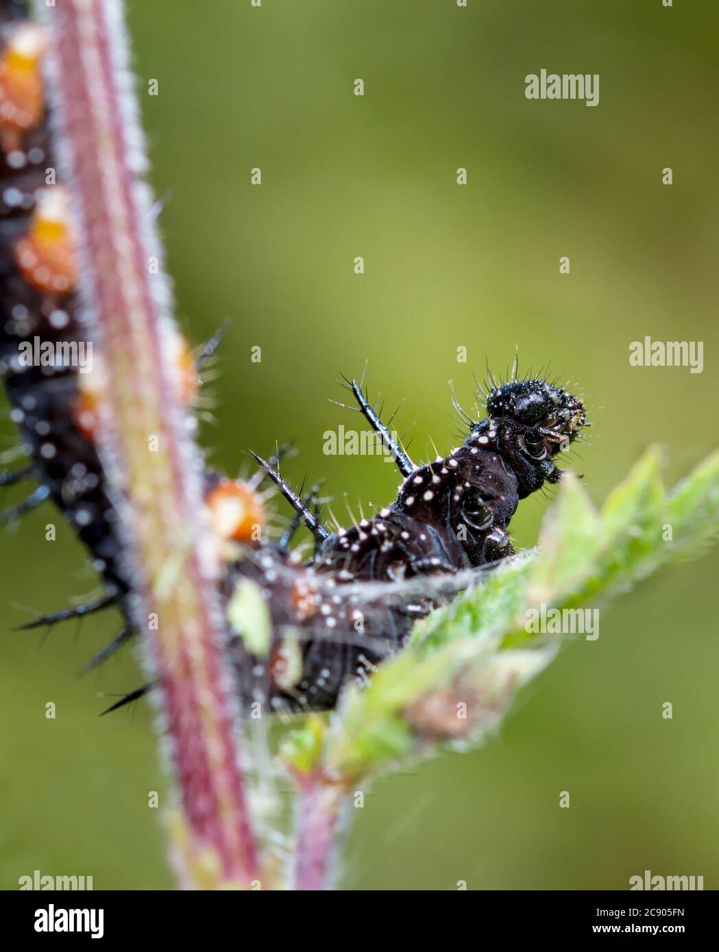Makro eines Pfauenfalters Caterpillar, Aglais io, sitzend auf EINEM stechenden Brennnesselblatt. Aufgenommen in Longham Lakes UK Stockfoto