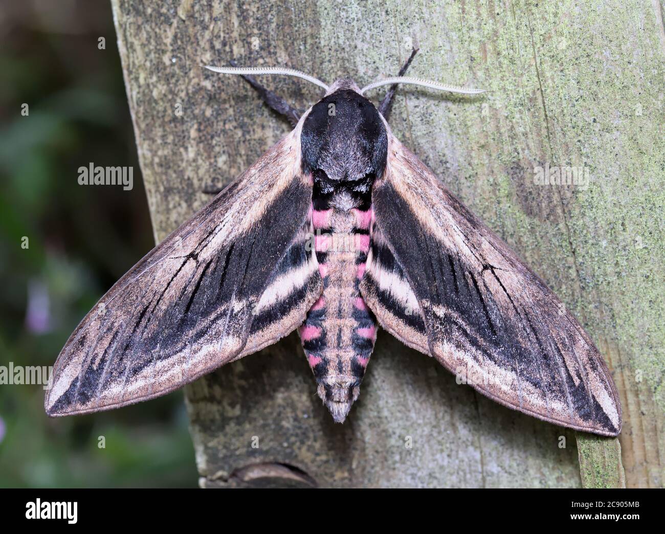 Privet Hawk Moth, Sphinx ligustri, ruht auf EINEM Stück Holz mit seinen Flügeln auseinander zeigt den rosa Bauch. Aufgenommen in Blashford Lakes UK Stockfoto