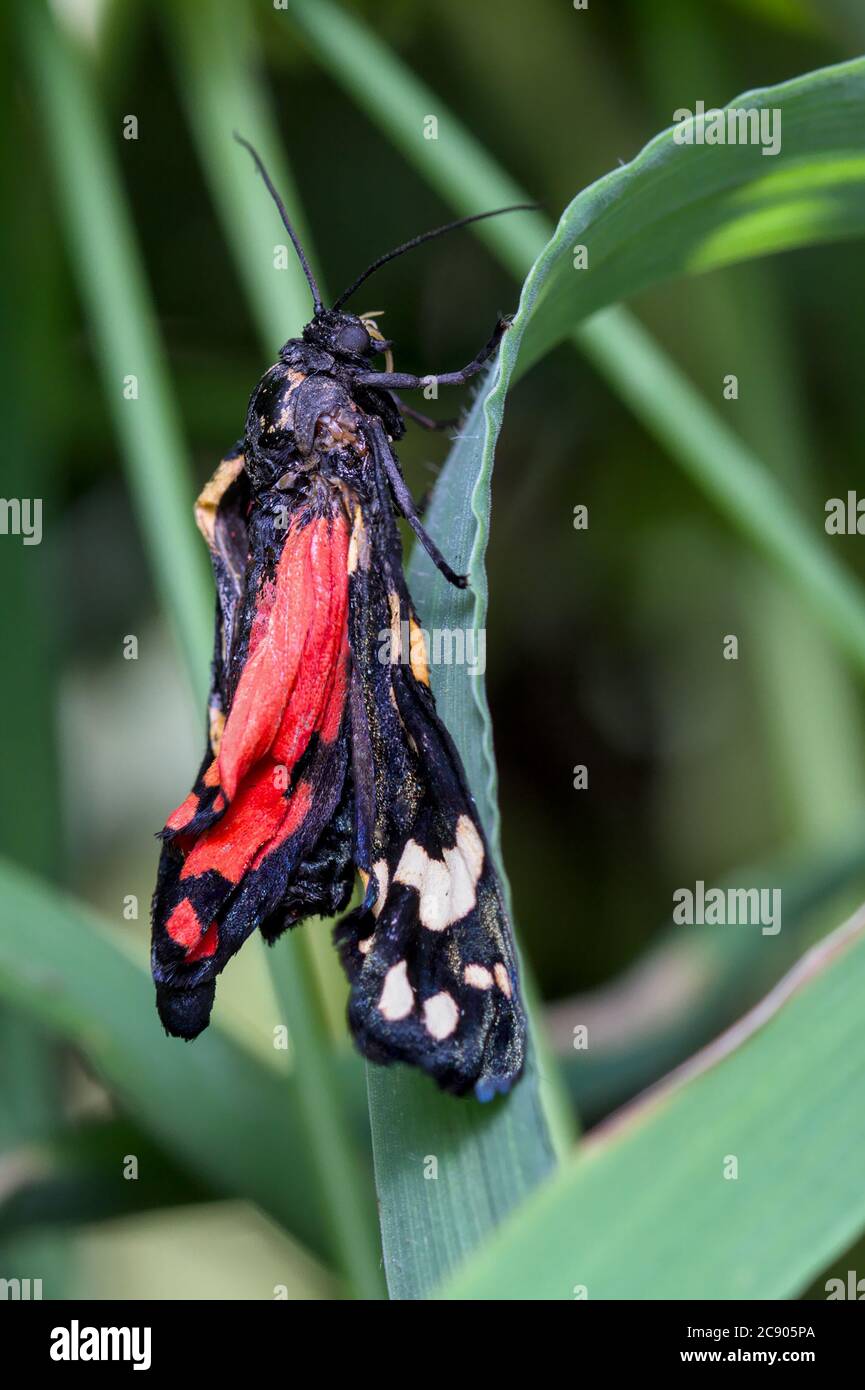 Neu geschlüpft, entstanden, scharlachrote Tiger Moth, Callimorpha dominula, mit faltigen Flügeln Holding auf EINEM Grass Stem.Taken Morrs Valley UK Stockfoto