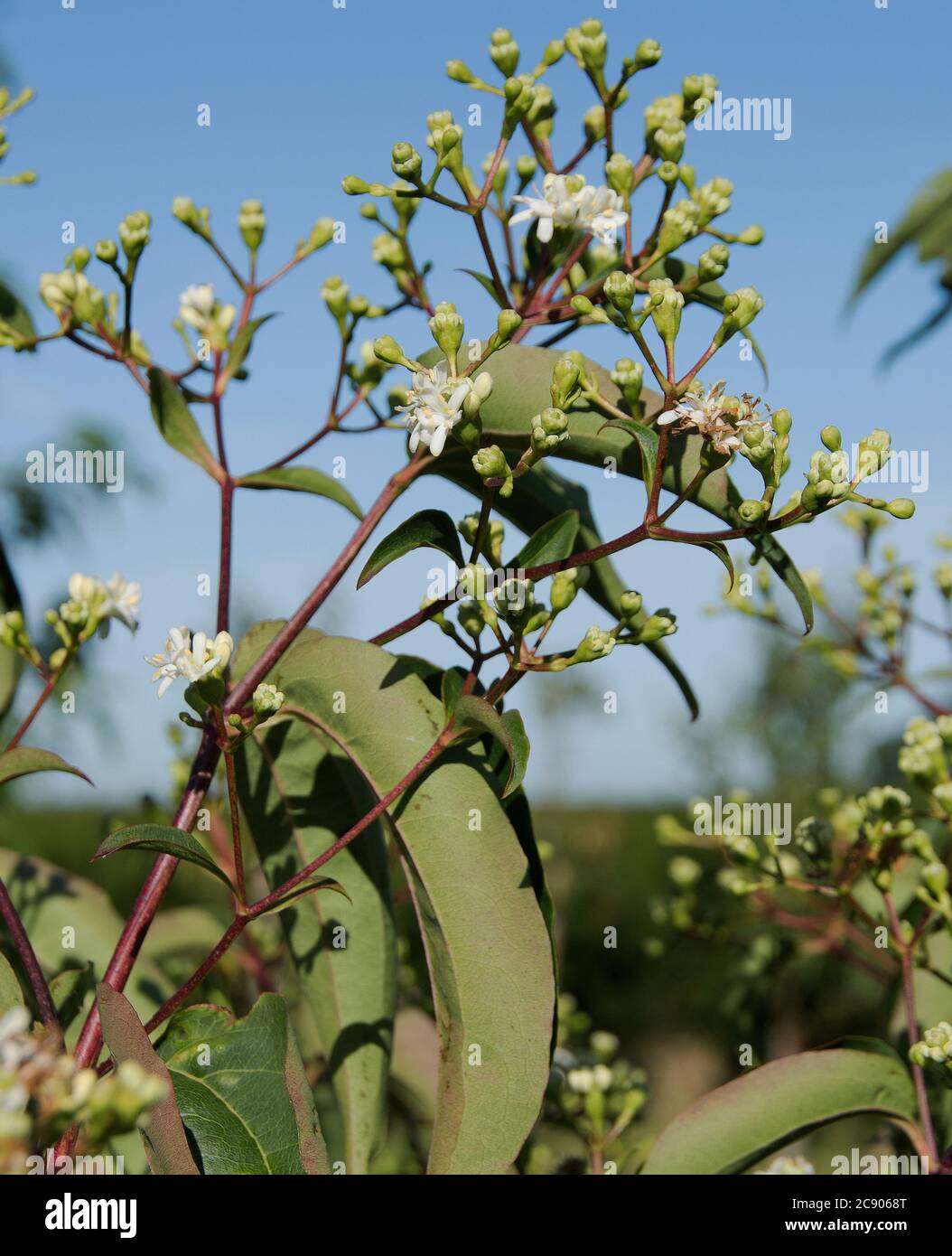 Heptacodium miconioides Stockfoto