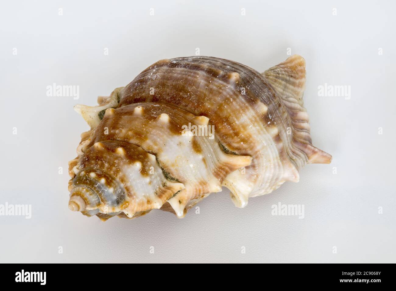 seashell auf einem hellen Hintergrund, in Farbe, aus der Nähe fotografiert, Makro Stockfoto