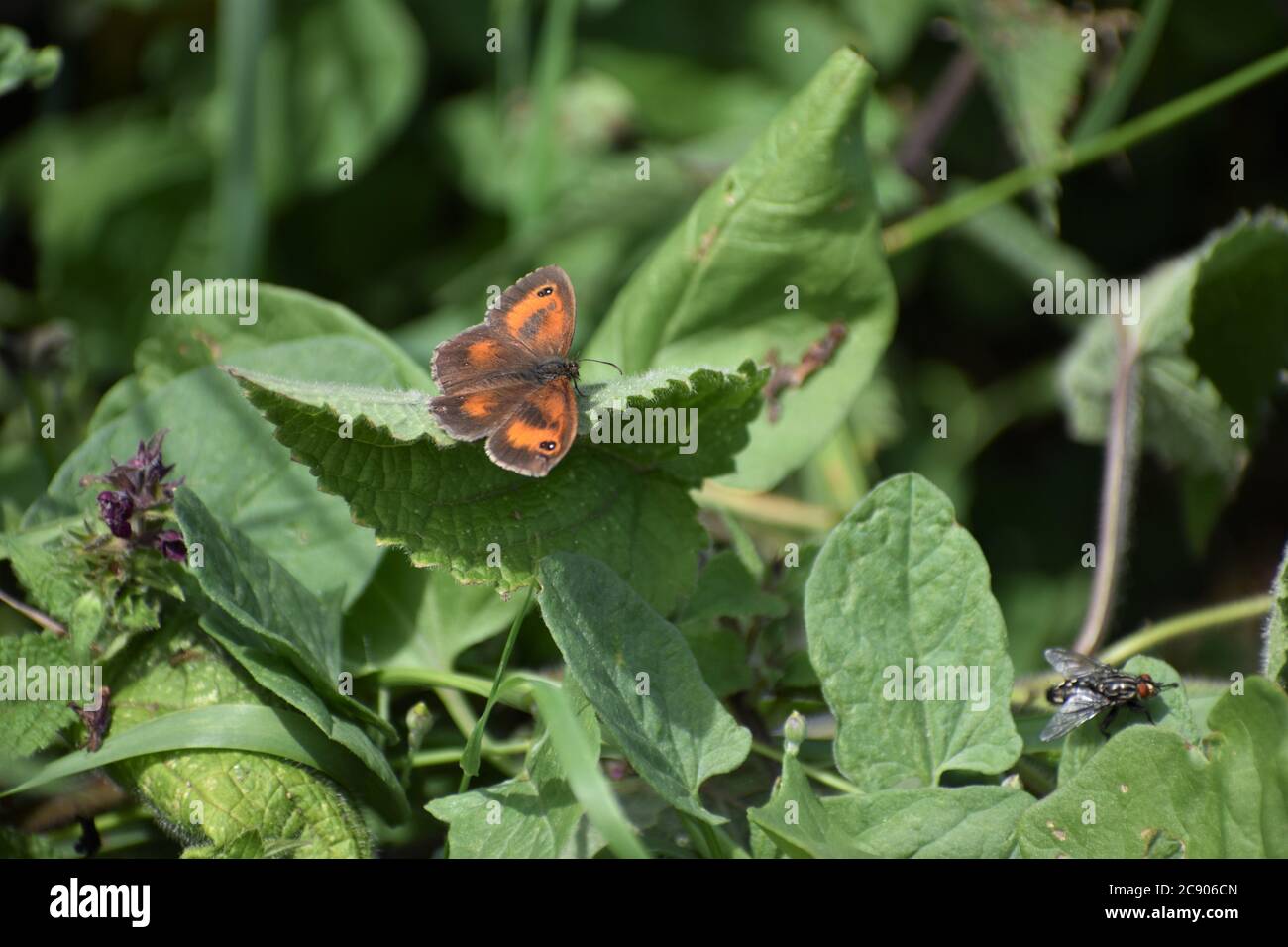 Torwächter oder halbbrauner Graslandschmetterling. Ein Insekt von Hecken Waldkanten und kann auf Majoran Bramble Ragworts Fütterung gesehen werden Stockfoto