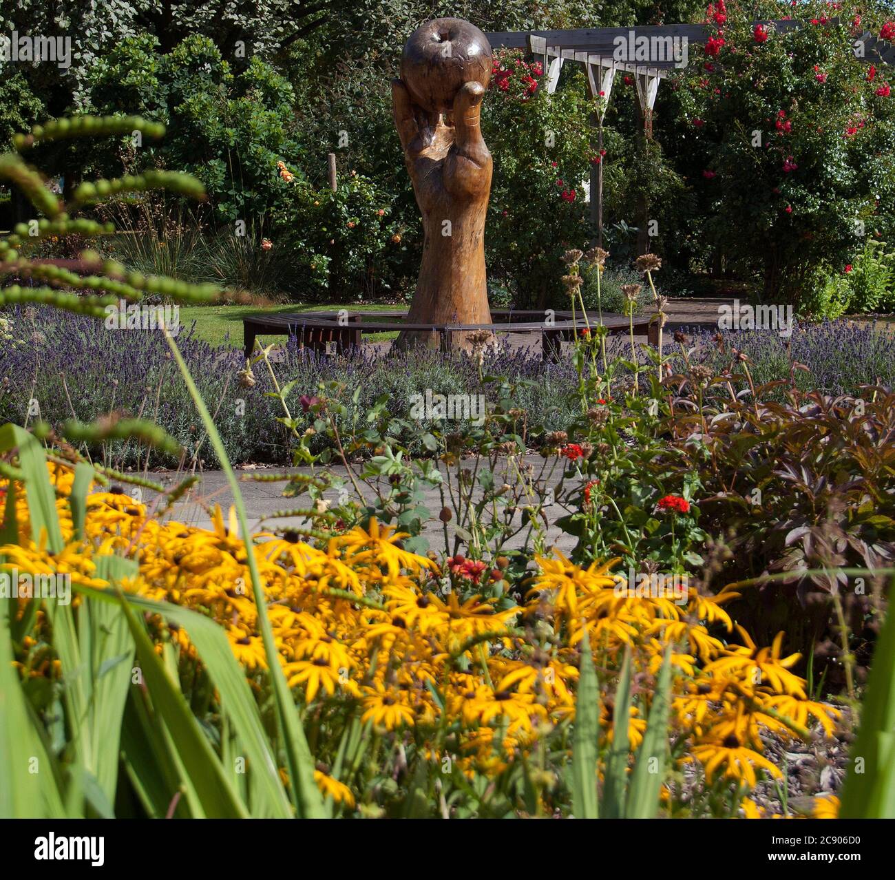 Rudbeckia im Sensory Garden im Wyndham Park Stockfoto